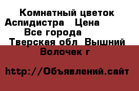 Комнатный цветок Аспидистра › Цена ­ 150 - Все города  »    . Тверская обл.,Вышний Волочек г.